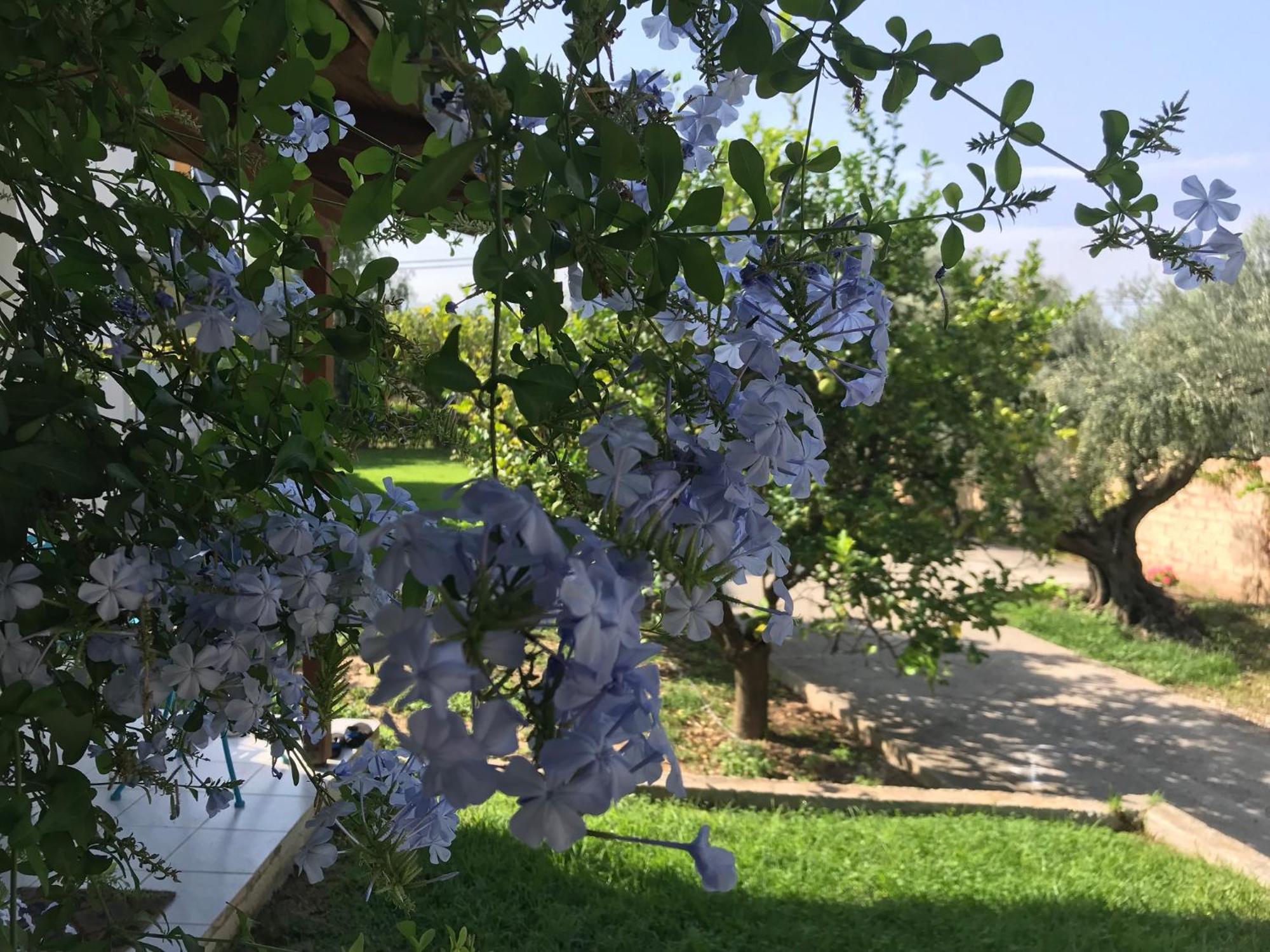 Spiti Ostria Villa Aigio Dış mekan fotoğraf